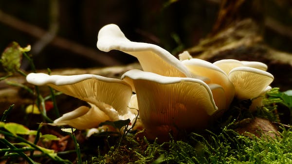 Exploring the Potential Cognitive and Mental Health Role of Mushroom Supplements